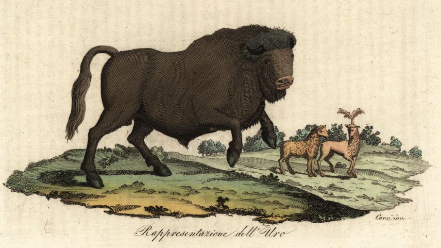 An illustration of an auroch bull running. Two deer stand in the background.