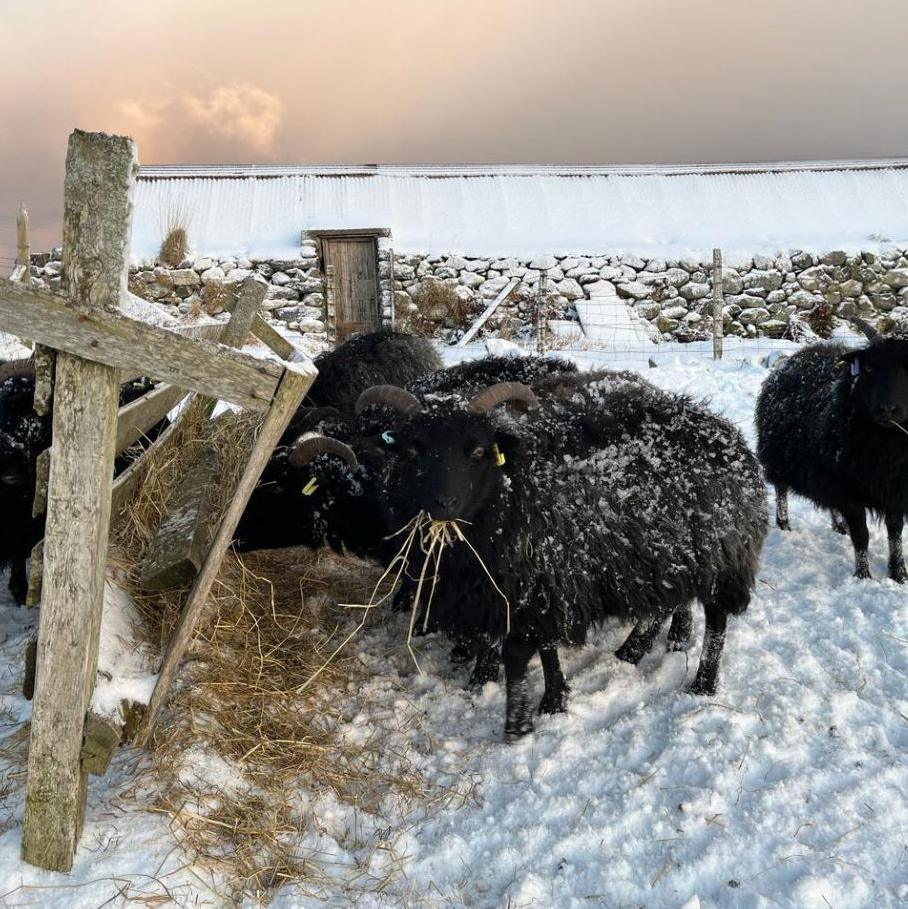 Sheep in snow in Lewis