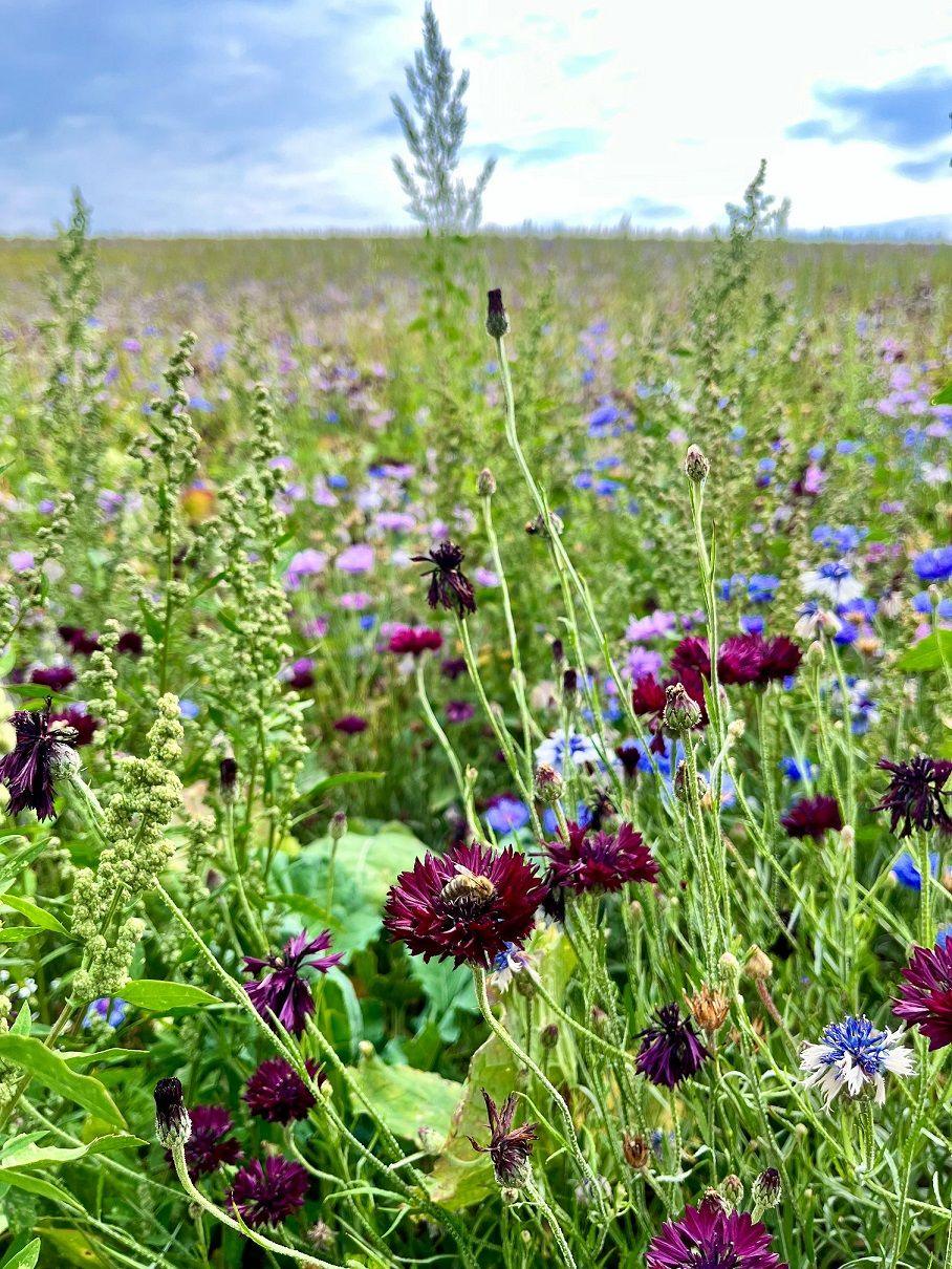 Wildflowers of blue, purple and other colours are seen on green grass stalks in a field.