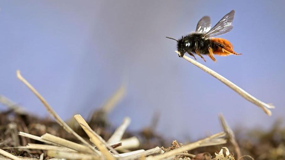 A bee carrying a piece of dried grass 