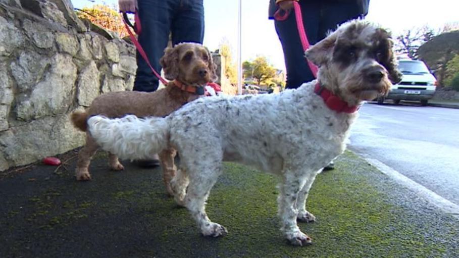 Two small dogs Margot and Willow who became unwell after eating human waste contaminated with cannabis 