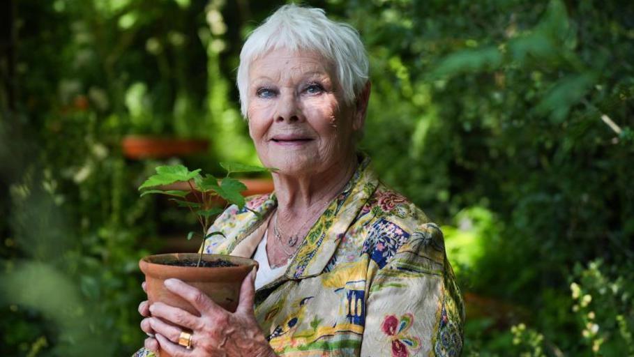 Dame Judi Dench, wearing a colourful jacket and holding a sampling in a terracotta pot. 