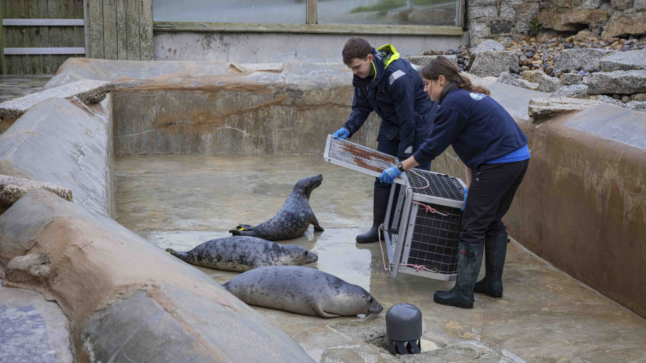 Two people from the sanctuary holding a cage in front of the grey seal pup. There are three seals in the area. The two people, dressed in blue jumpers and black trousers and wellies, are holding the door open.