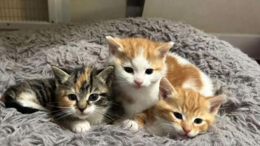 Three kittens on a soft grey furry cushion. Two kittens are white and ginger, the other one is a tabby. The three are cuddled up to each other and are looking straight at the camera. They are the epitome of gorgeous.