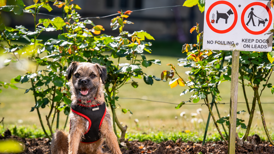 A black and brown Border Terrier is sat on the left of the image in front of a row of small bushes. On the right is a sign which says NO FOULING and KEEP DOGS ON LEADS.