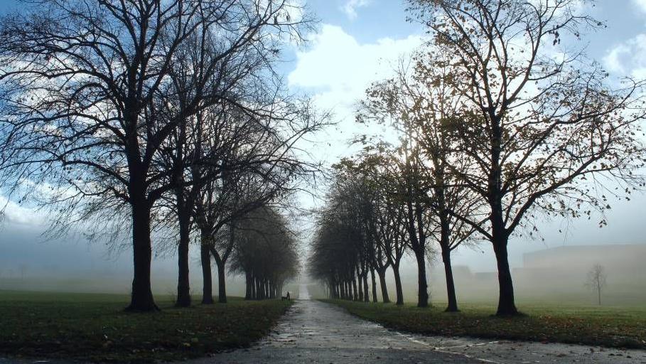Tree-lined path in a park with bare branches, mist in the background, and a partly cloudy sky.