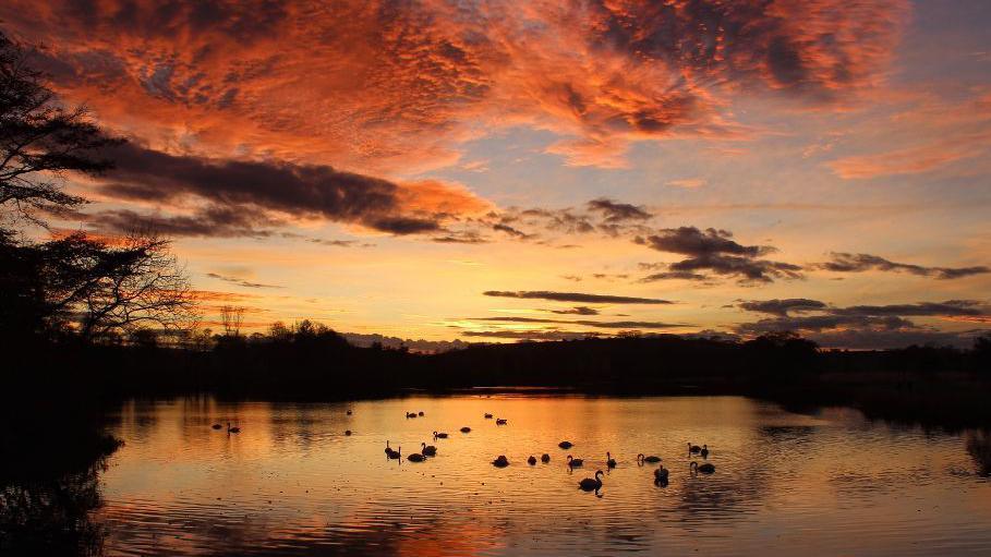 Swans on the water at Pitfour Lake at sunset. The sky is a mixture of dark colours, blues and oranges. The sun is going down in the distance behind some dark clouds. In the foreground of the picture is a group of swans, whose silhouettes can be made out. A dark tree is on the left side of the picture. 