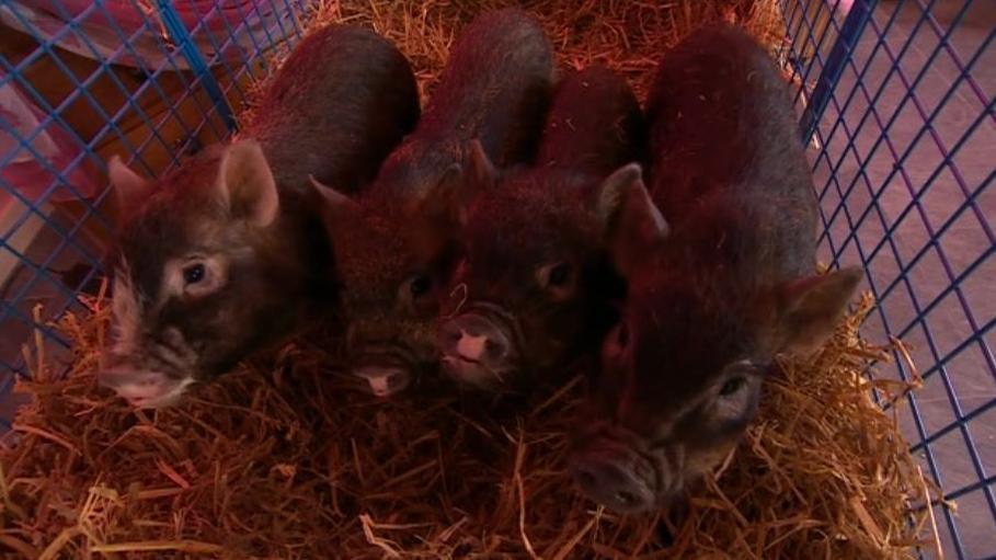 Four brown pigs look up at the camera. They are being wheeled on a trolley with some straw beneath them.