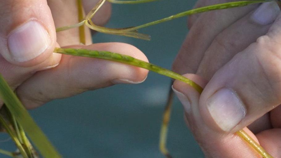 Closeup shot of two hands holding seagrass - which looks very similar to the grass found on land - but which has some small green bumps on the stalk