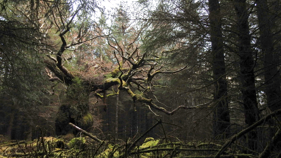 Skipinnish Oak among commercial forestry