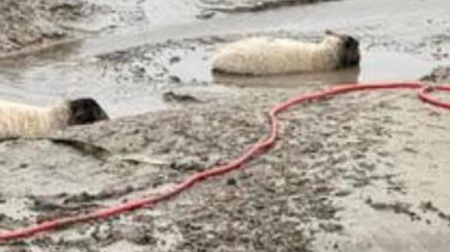 Two sheep, with white bodies and black heads, stuck in mud up to their heads. A red rescue rope runs by them. 