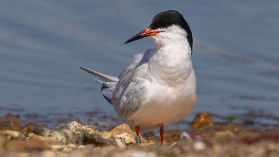 A roseate tern, a white seabird with a navy head, orange beak and feet, standing on pebbles with sea water in the background.