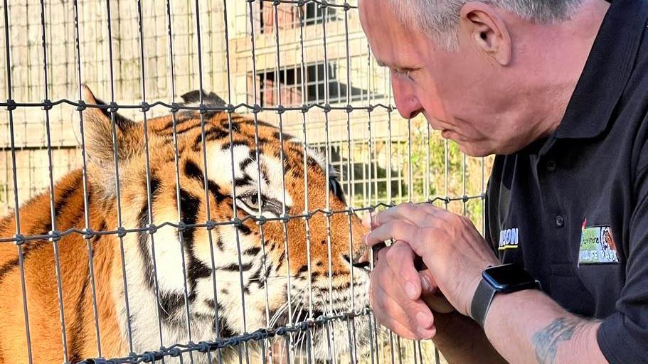 Steve with a tattoo on his arm poking his fingers through a tiger cage with a tiger dangerously close on the other side of the fence. Steve has short grey hair and is wearing a black t-shirt.