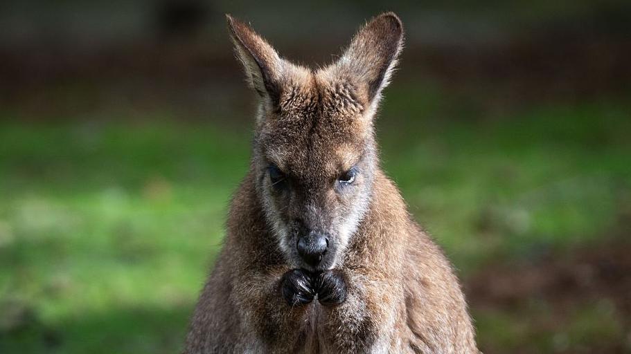 A wallaby holds its paws up to its mouth as it eats something. It is a largely fluffy  and brown  animal and has large ears.