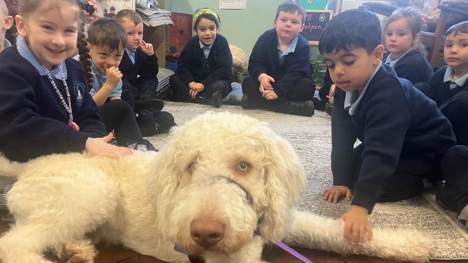 A white labradoodle is lying down beside a rug, his head is turned right to face the camera. A group of primary school children are in navy uniforms with sky-blue collars, circled behind him on the classroom floor. Two pupils at the front are reaching out and petting Scooby the dog.