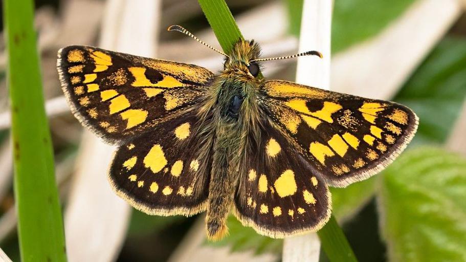 A close up image of a chequered skipper butterfly. It is distinguished by yellowish spots on its wings.