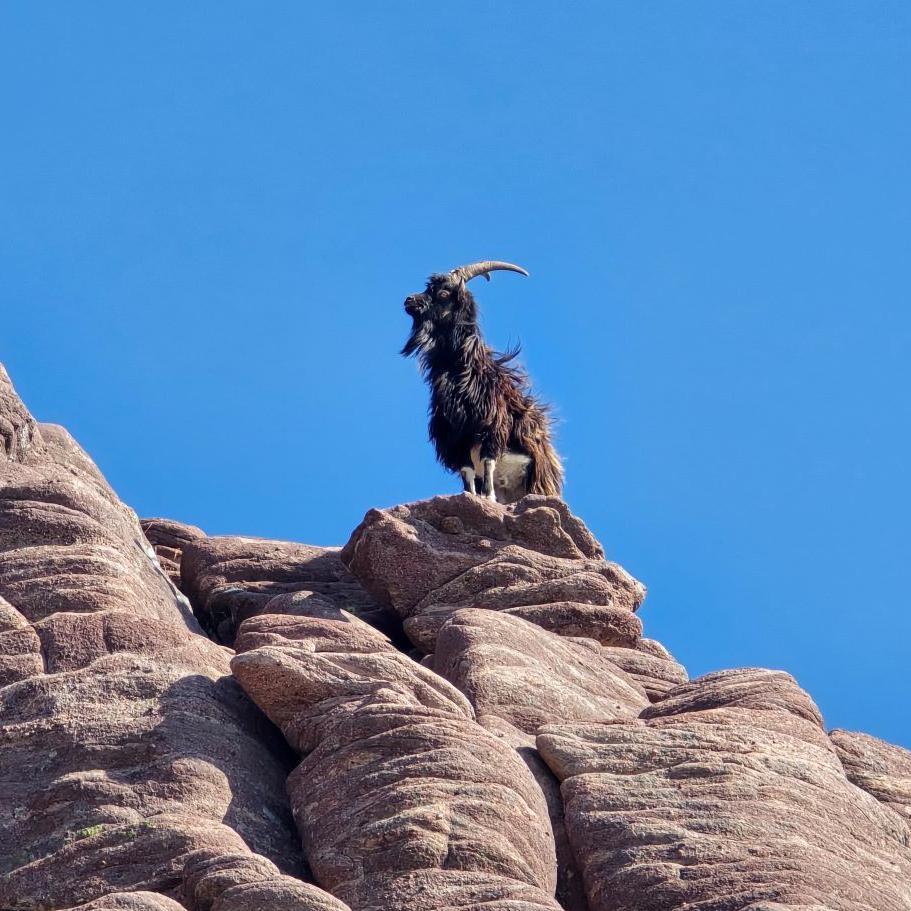 A feral goat on a rocky ridge