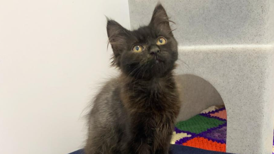 Strawberry, a kitten with silvery-black fur, sitting looking upwards alongside a knitted blanket.