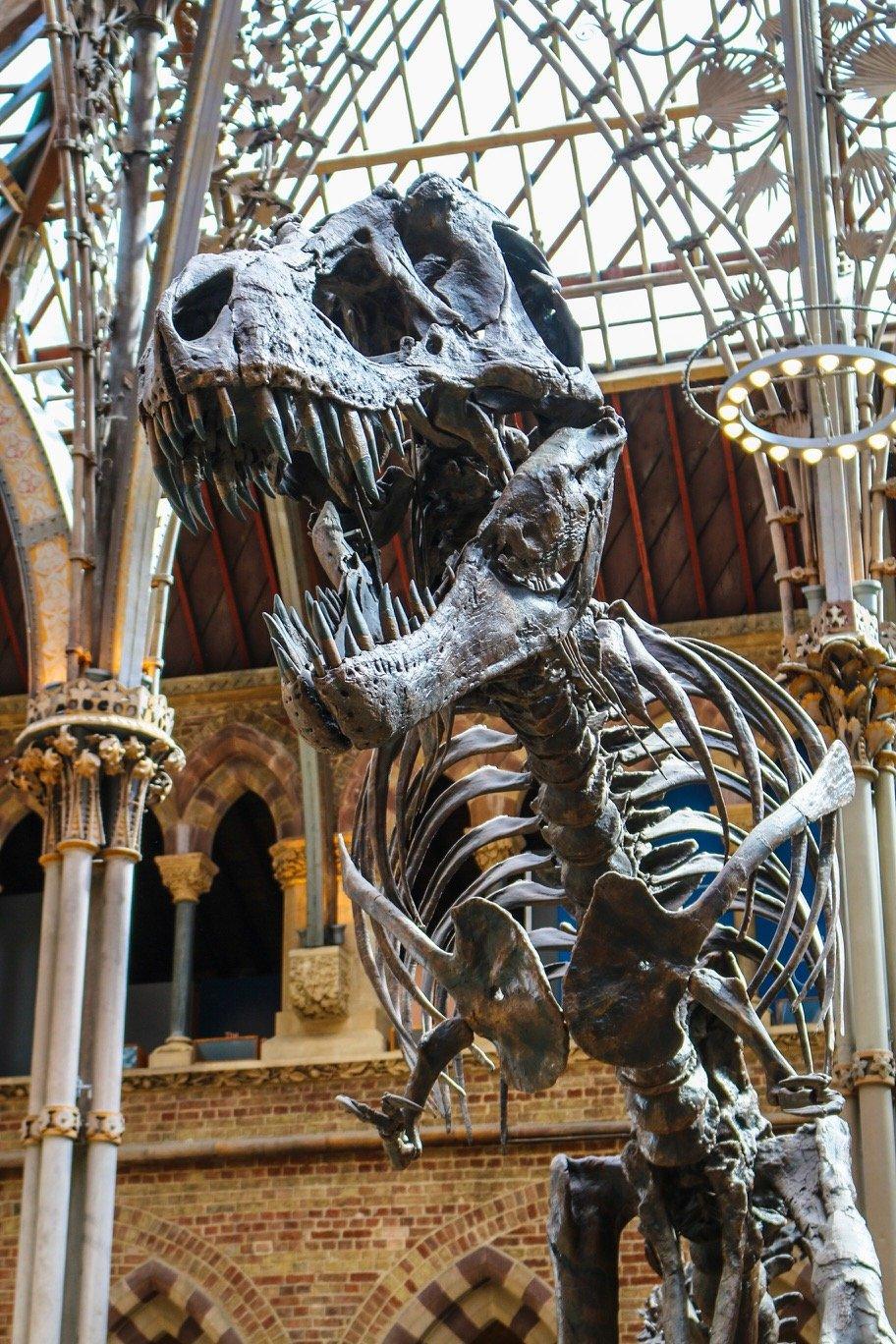 The Natural History Museum in Oxford