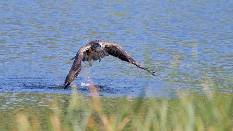 A buzzard has just emerged from a lake. It is brown and white with yellow feet and large brown wings.