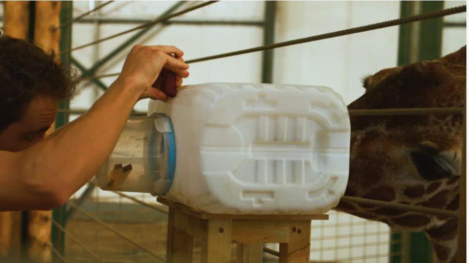 A giraffe has its snout and mouth inside a white rectangular plastic container. On the other side of the container, a man operates an inhaler into a hole in the box.