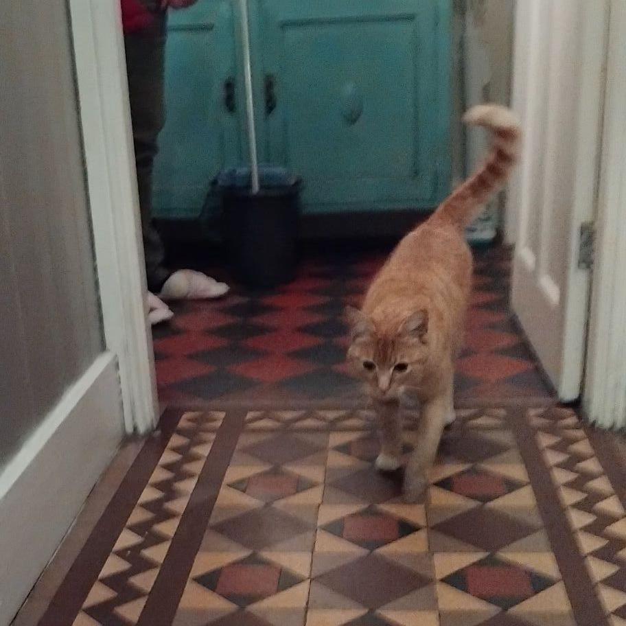 Raymond a ginger tom cat trots along on a tiled floor in someone's house