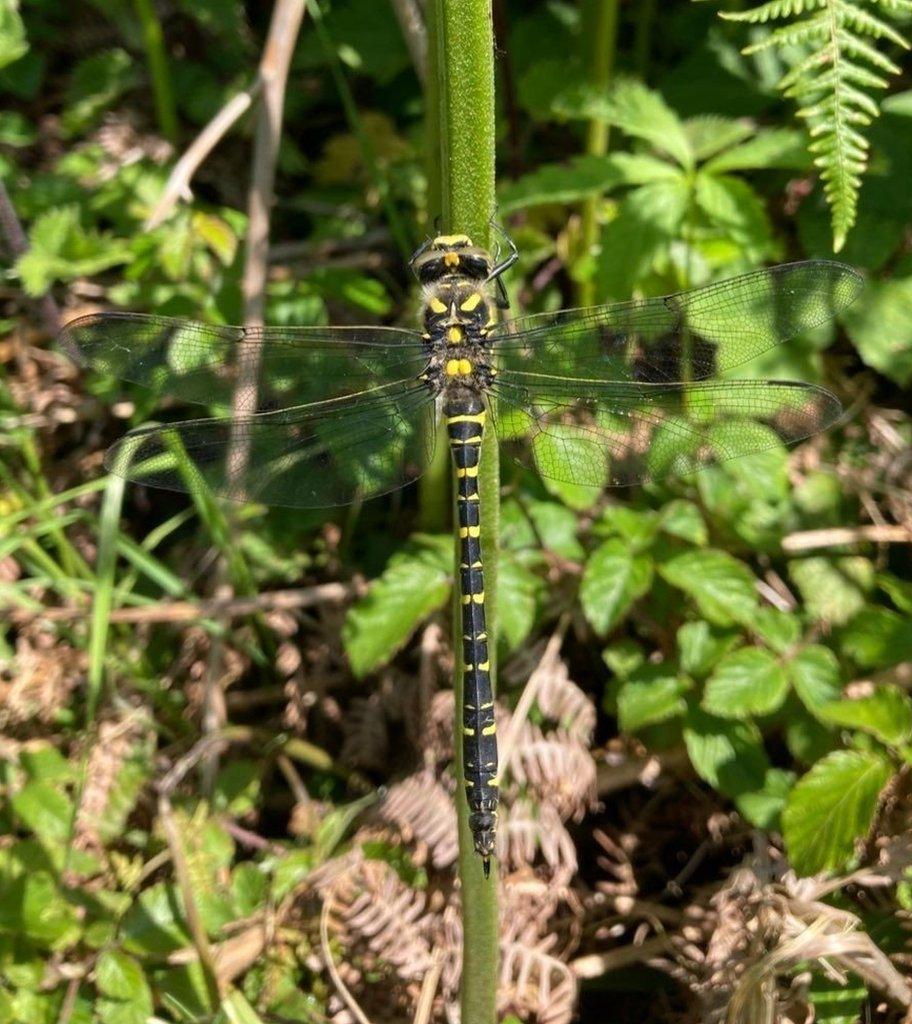 Golden-ringed dragonfly