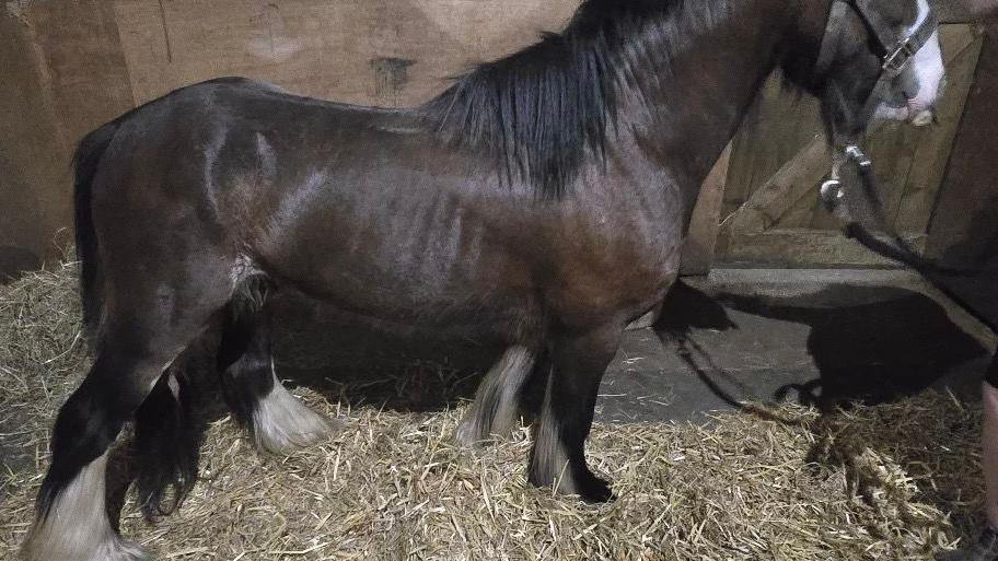 A horse in a stable with a bed of hay on the floor - the horse is so skinny you can see its ribs