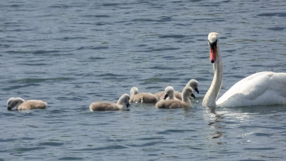 An adult swan with fluffy grey chicks spread out in a line on still water.