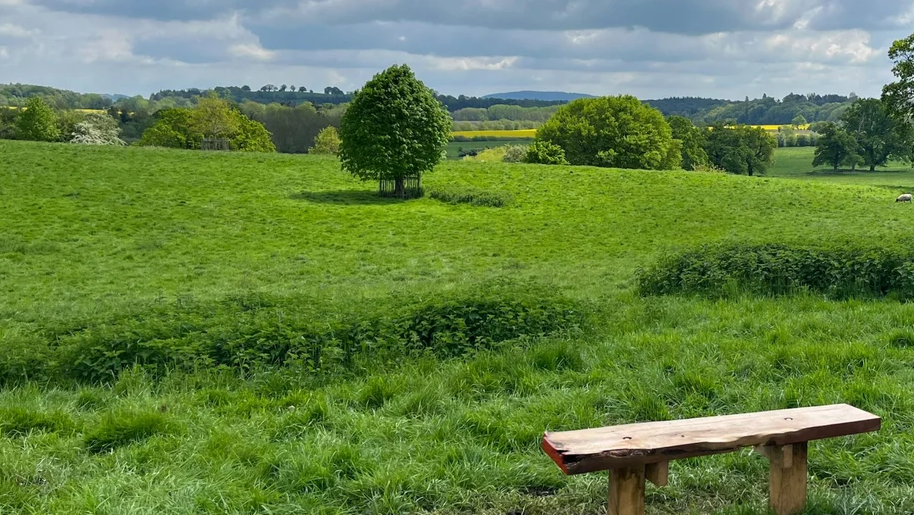 Rolling fields and hills, a small bench is visible in the foreground and a tree occupies the middle of the field