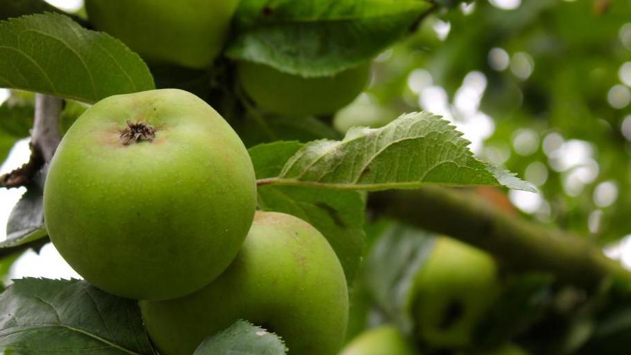 Apples growing in orchard