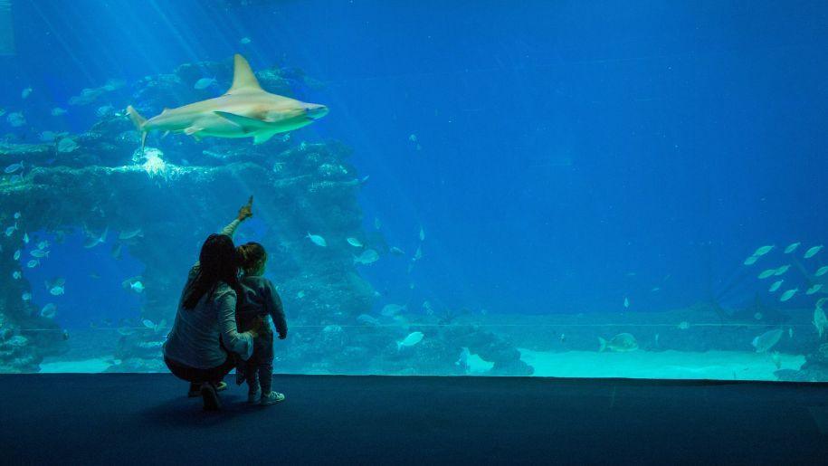 A mother and a child crouching down in front of an aquarium tank pointing up at a shark as it swims by