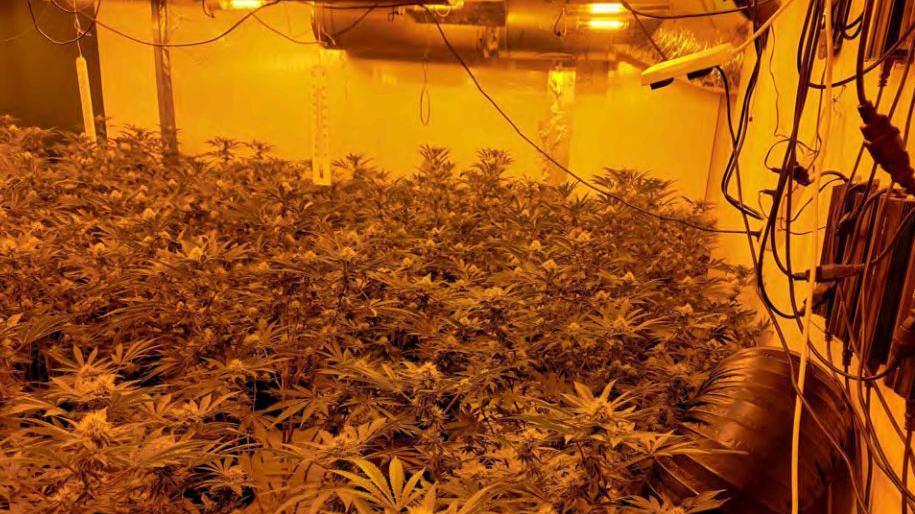 A yellow-tinged room filled with cannabis plants and growing equipment