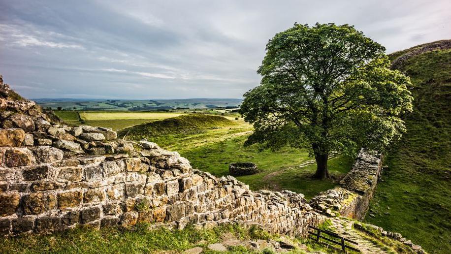 The Sycamore Gap tree is pictured in a dip in Hadrian's Wall