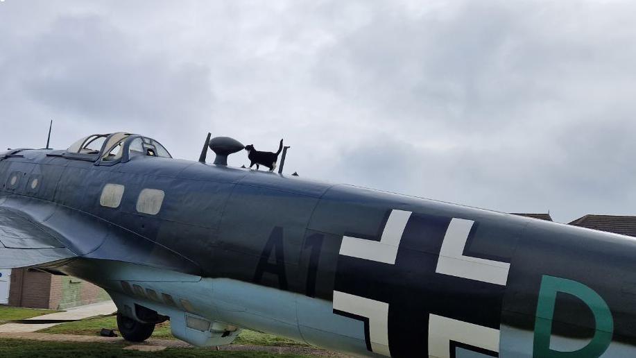 A black and white cat standing on top of a large Heinkel aircraft which is on display on a field.