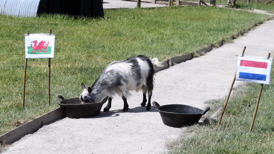 A small grey goat is pictured eating from one food bowl with a Welsh flag next to it while it ignores another food bowl with a Dutch flag next to it.