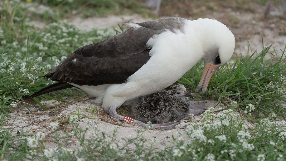 Wisdom the Laysan albatross with chick. 