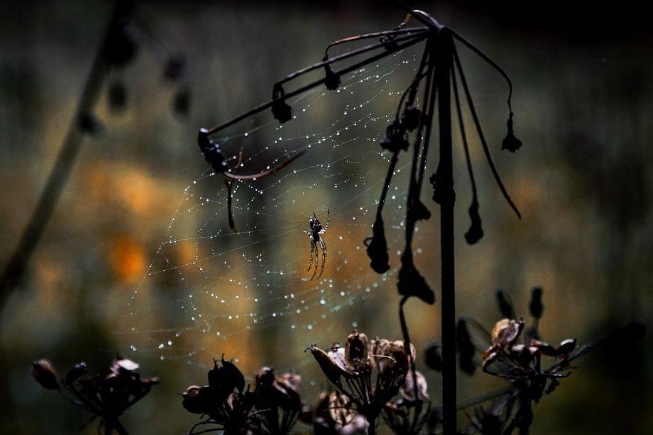 Spider and web