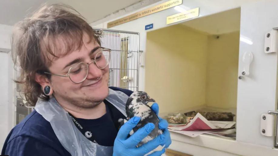 Rescuer looking after injured bird