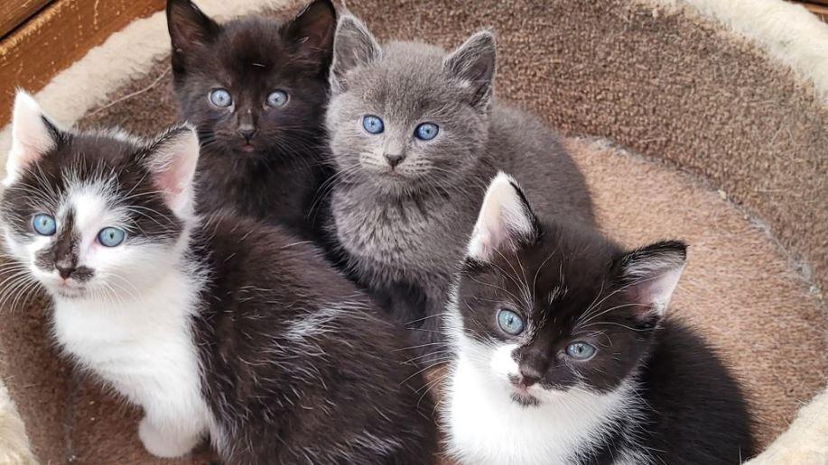 Four kittens, one grey, one black and two black and white in a brown cat basket.