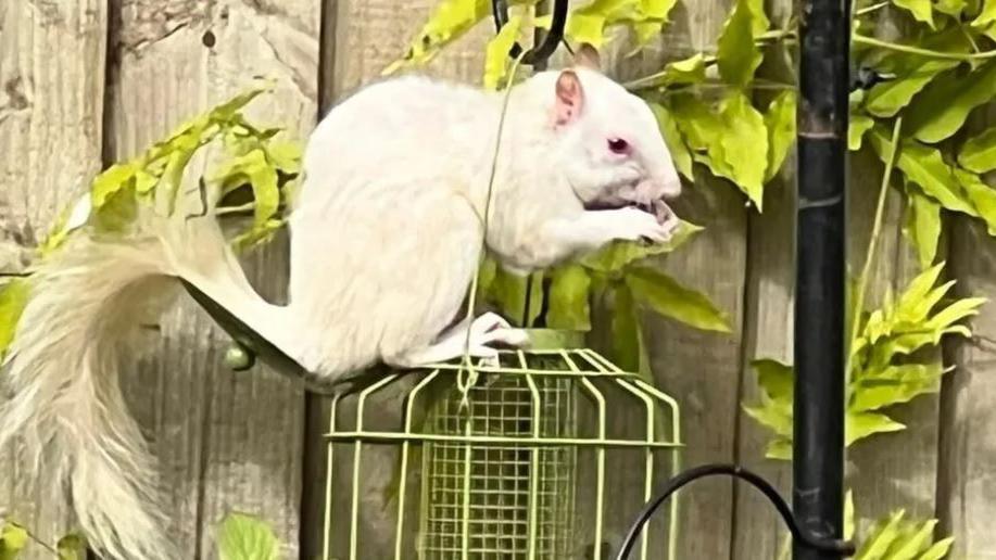 White squirrel on bird feeder 