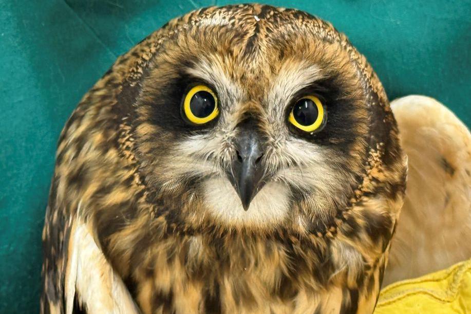 Owl with bright yellow eyes looking into camera.