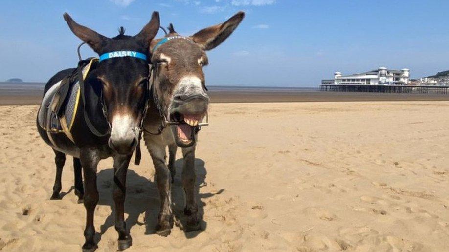 Donkeys on the beach at Weston-super-Mare