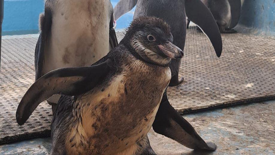 Flop is holding her wings out as if to say 'tada!'. She has a white belly which is covered in mud. Her other feathers are black