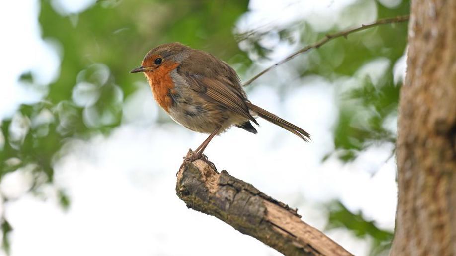 A robin, small brown bird with orange chest, sits on the branch of a tree. There are leaves in the background