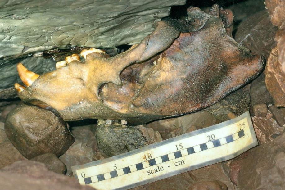 Part of a large brown bear skull