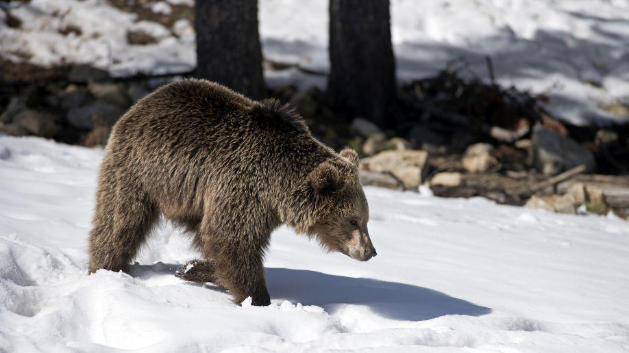 A small brown bear walks through the snow with trees behind it