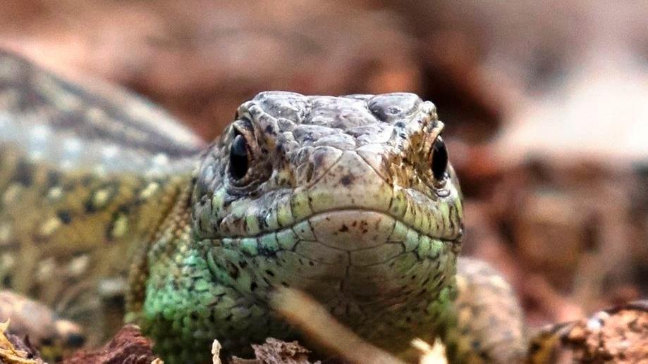 Stock close-up image of a green and yellow lizard on vegetation.