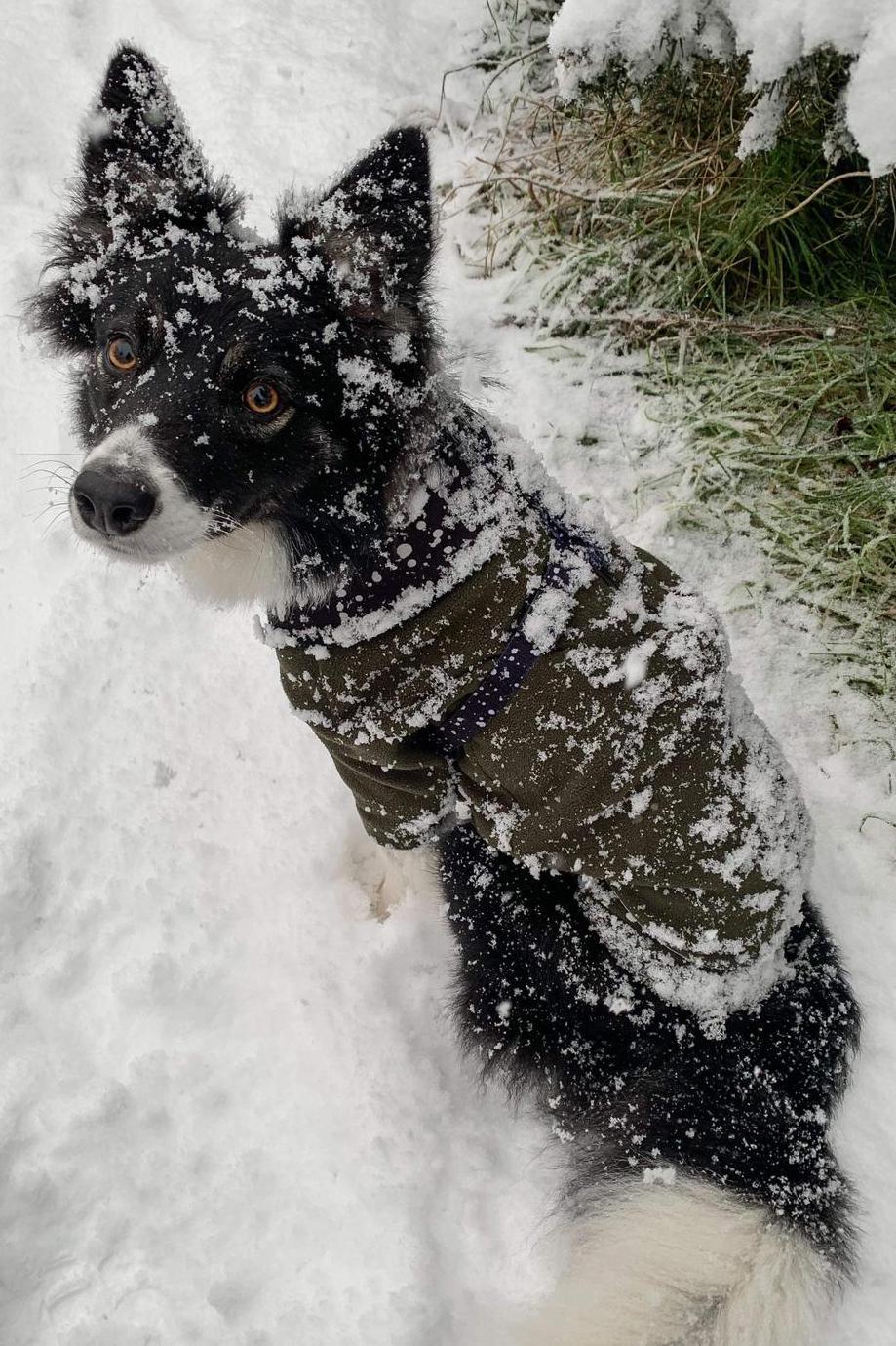 Collie dog in snow