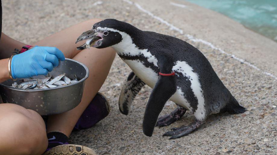 Rosie, a penguin, being fed fish by her keepers at Sewerby Hall & Gardens in East Yorkshire. She is next to a pool.